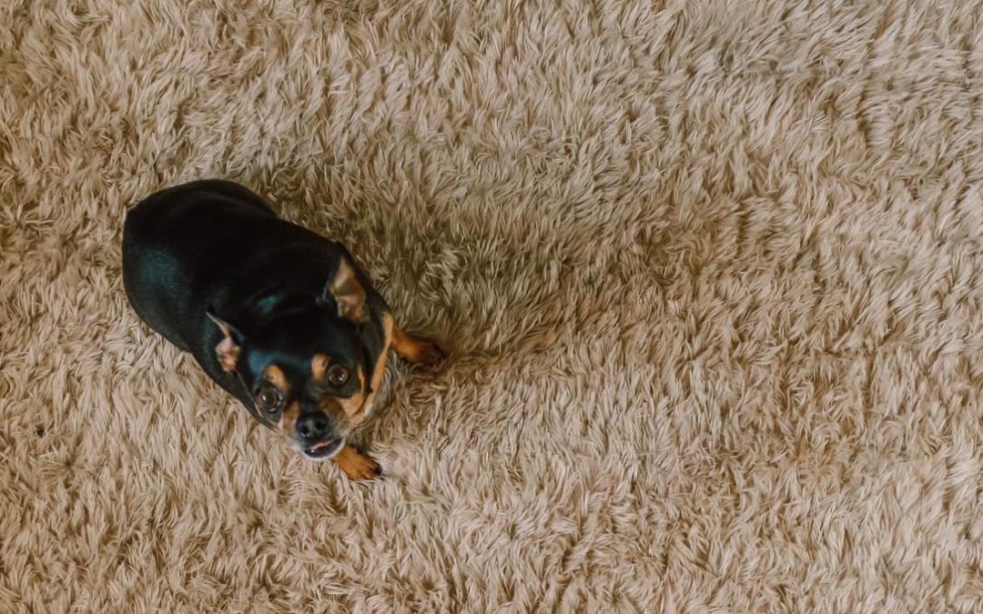 The Drier, Cleaner, Healthier, Carpet Cleaning Process