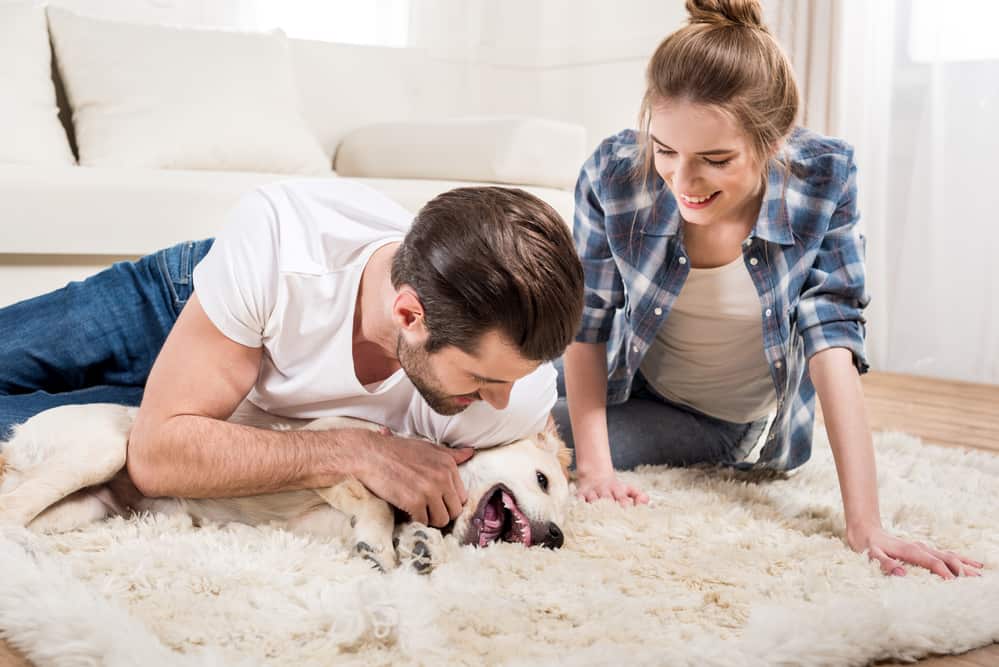 How Chem-Dry Can Help with Pet Odour Removal