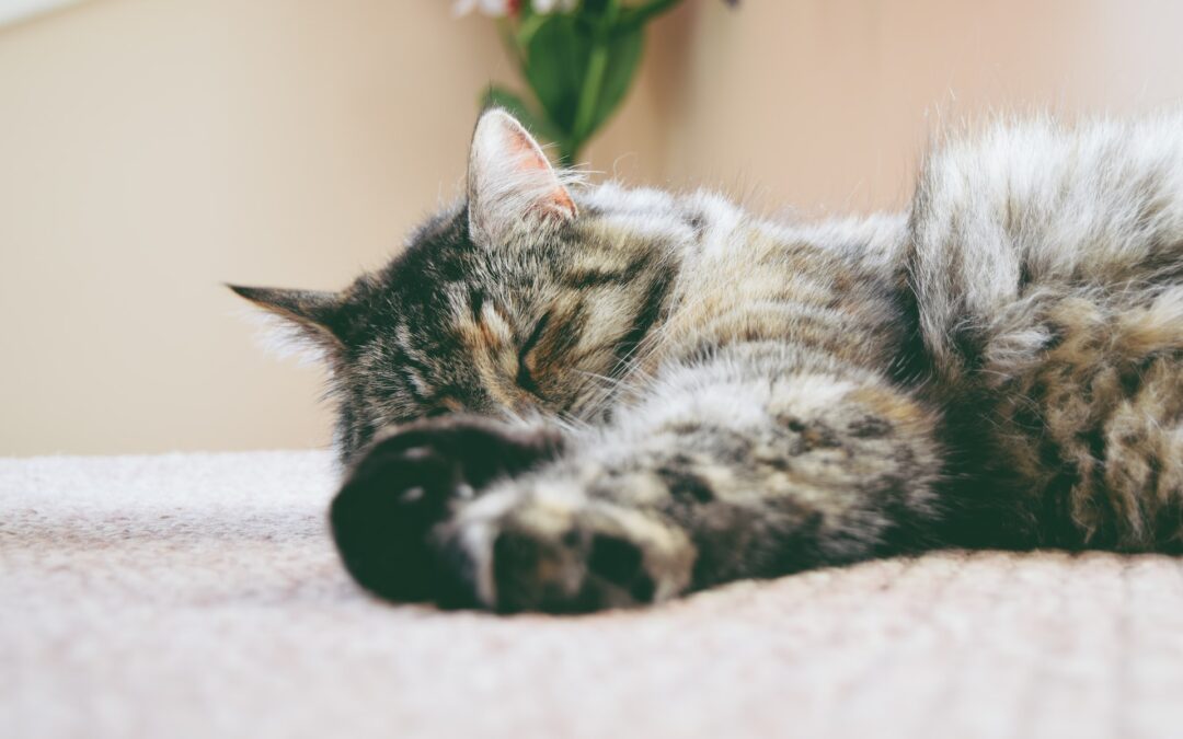 Tips for a Smooth Chem-Dry Imperial Carpet Cleaning Experience